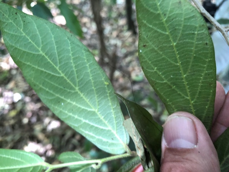 Alangium polyosmoides photo 5