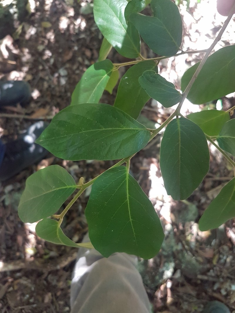 Alangium polyosmoides photo 6