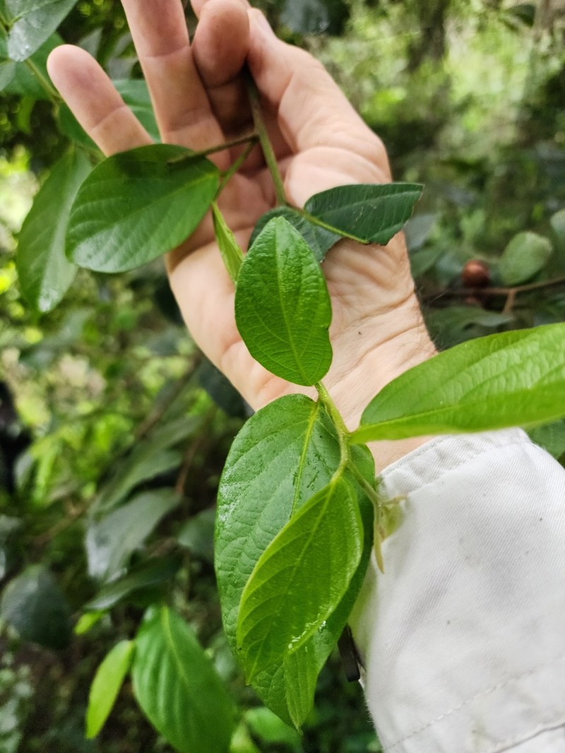 Alangium polyosmoides photo 7