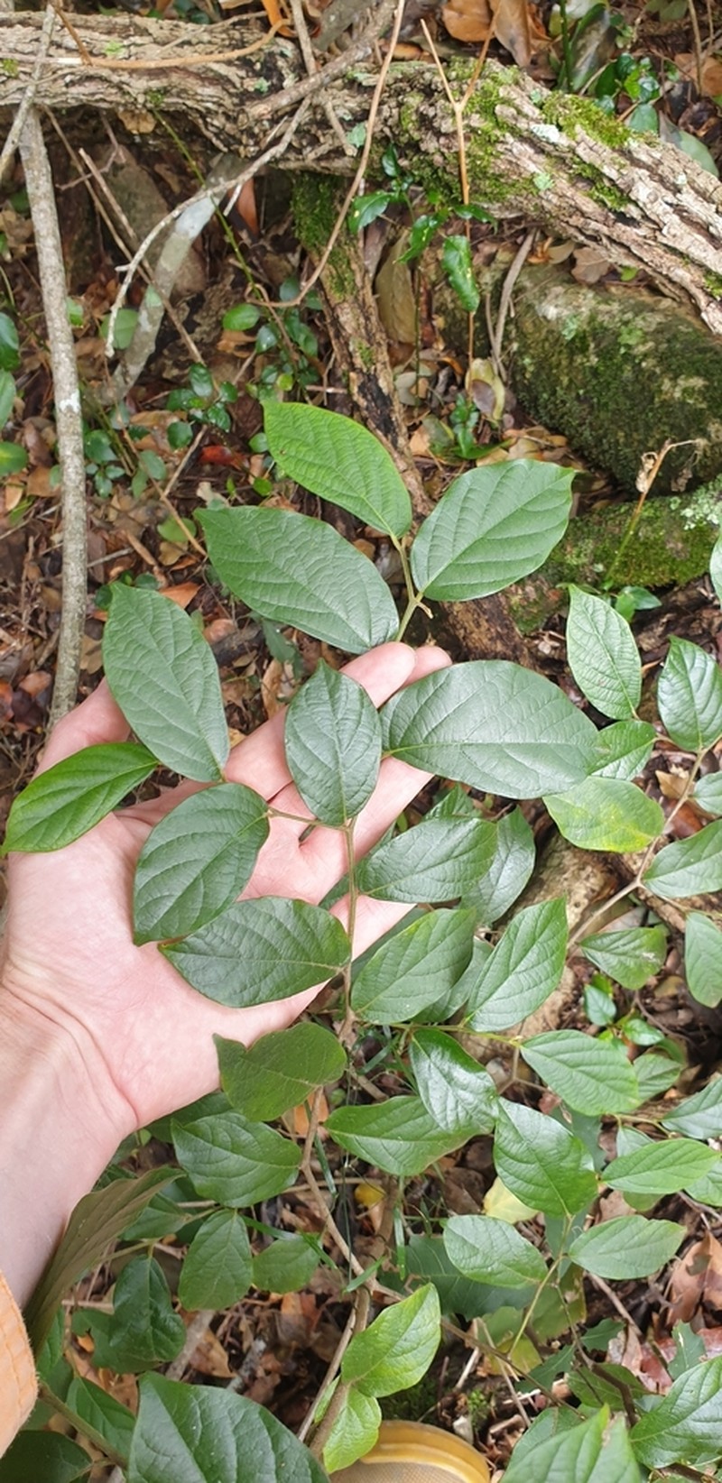 Alangium polyosmoides photo 8
