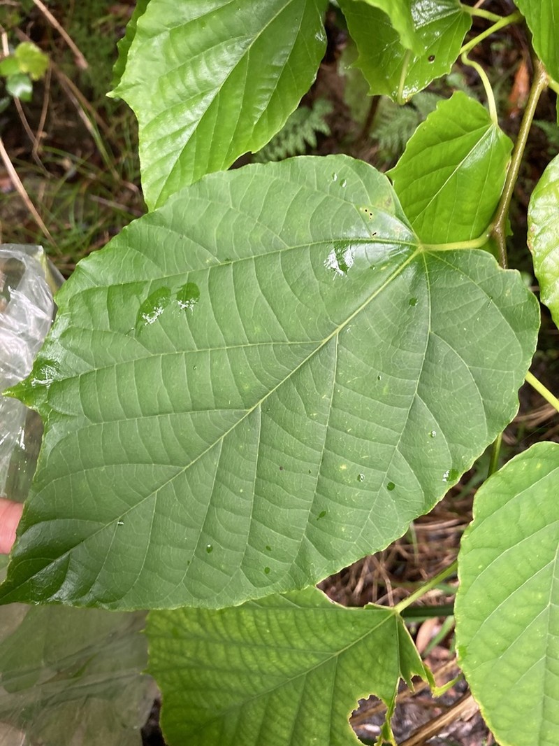 Alangium premnifolium