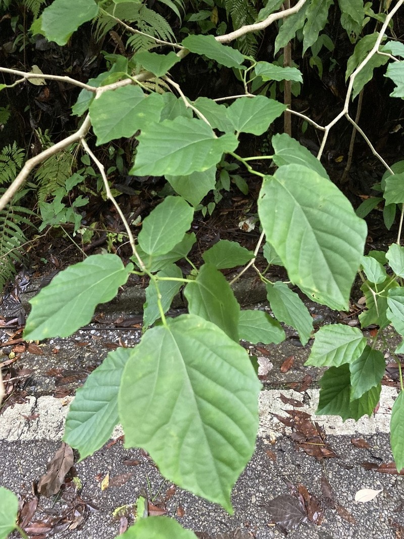 Alangium premnifolium photo 2