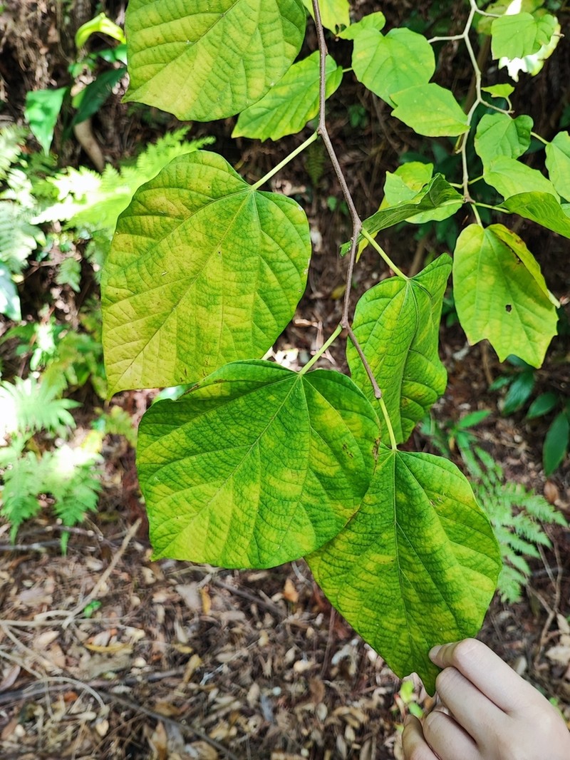 Alangium premnifolium photo 3
