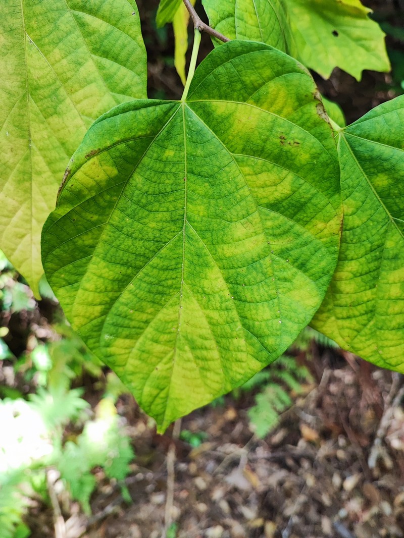 Alangium premnifolium photo 4