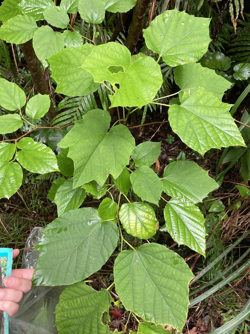 Alangium premnifolium photo 5