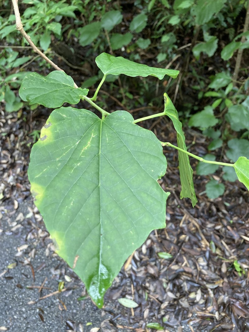 Alangium premnifolium photo 6