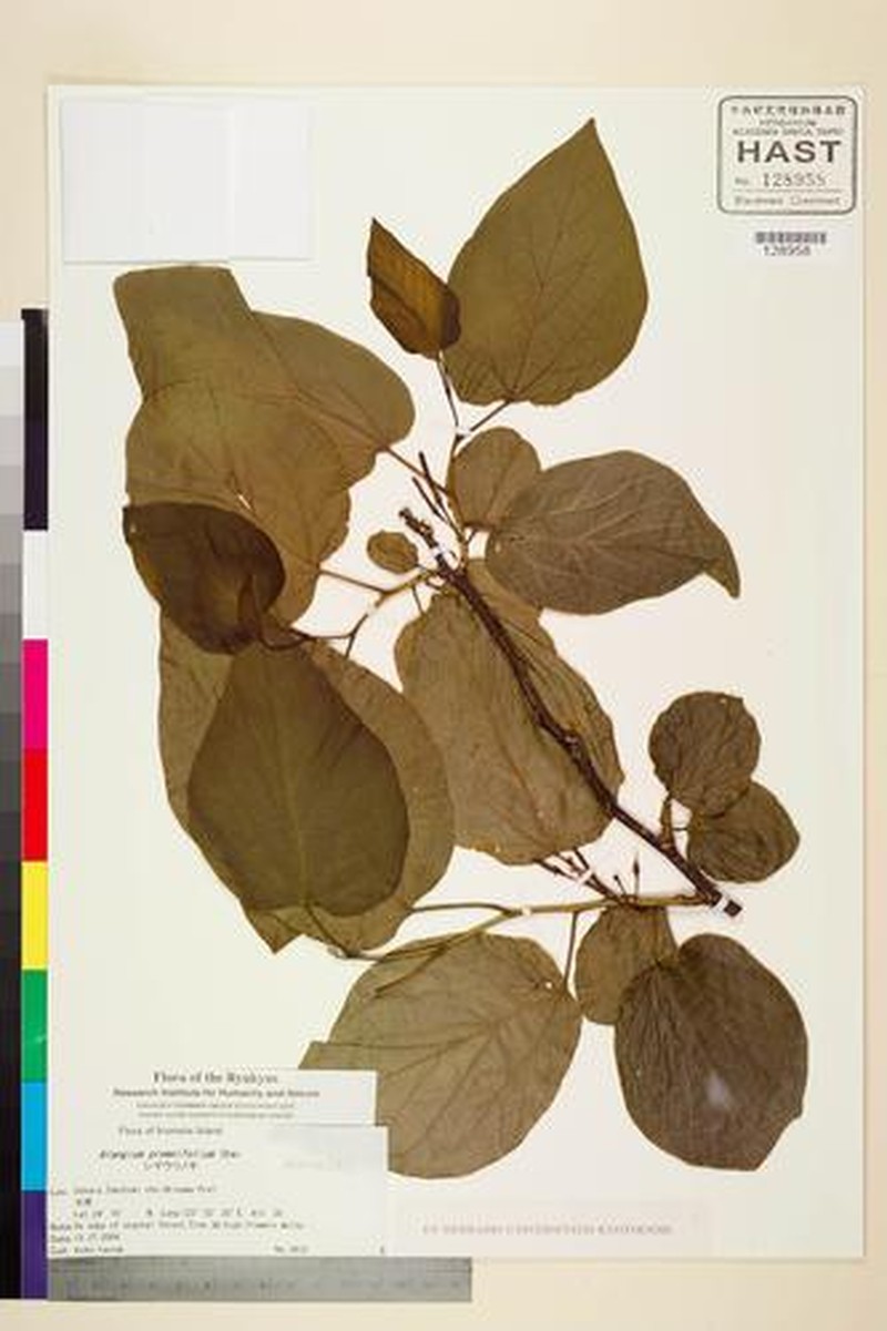Alangium premnifolium photo 7