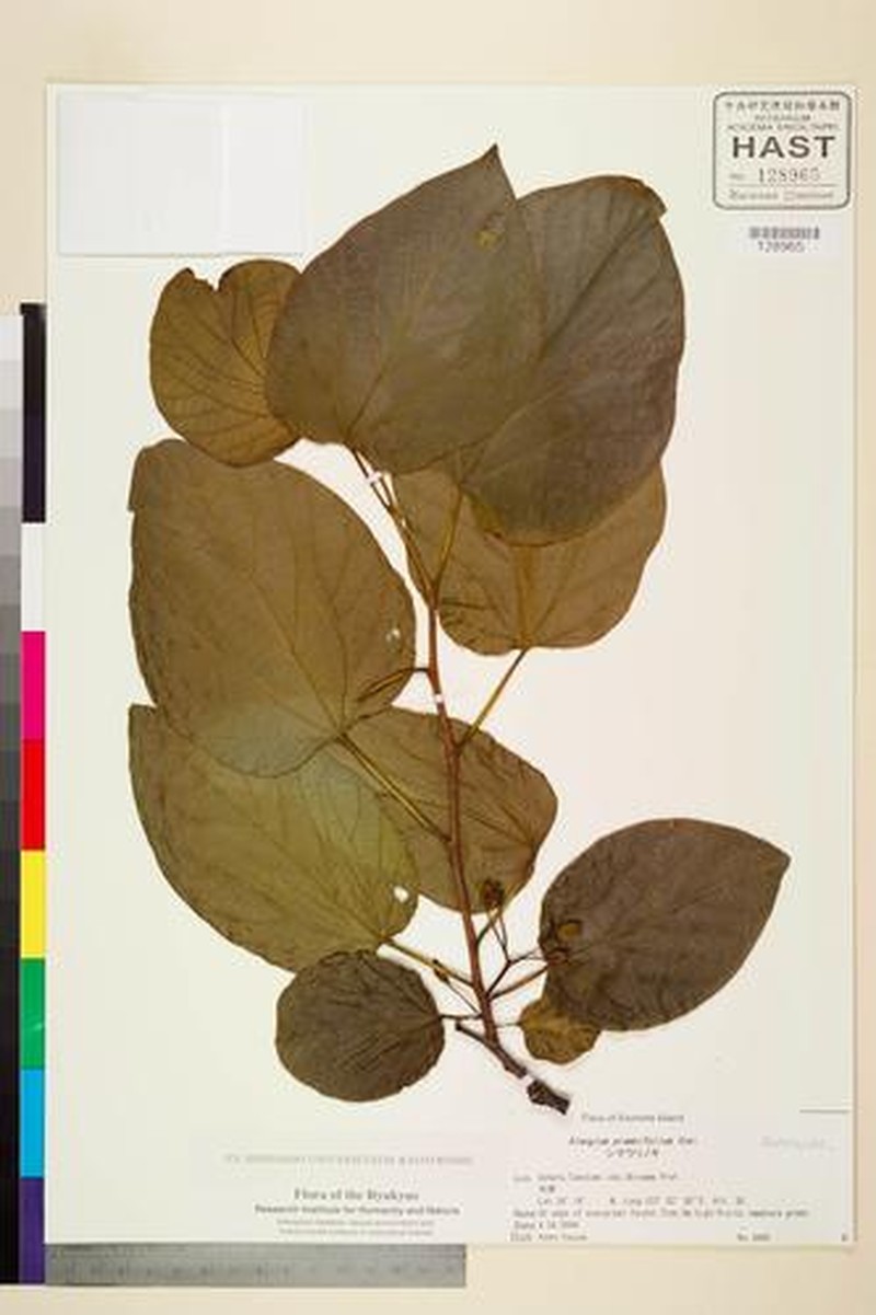 Alangium premnifolium photo 8