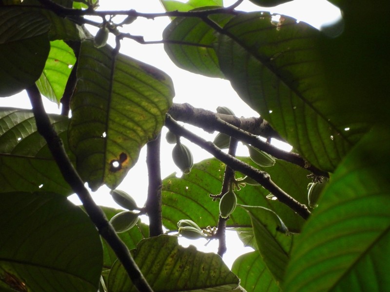 Alangium ridleyi