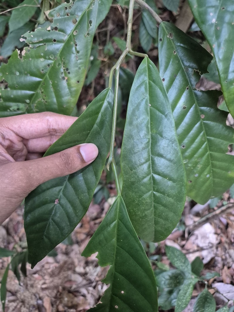 Alangium ridleyi photo 3