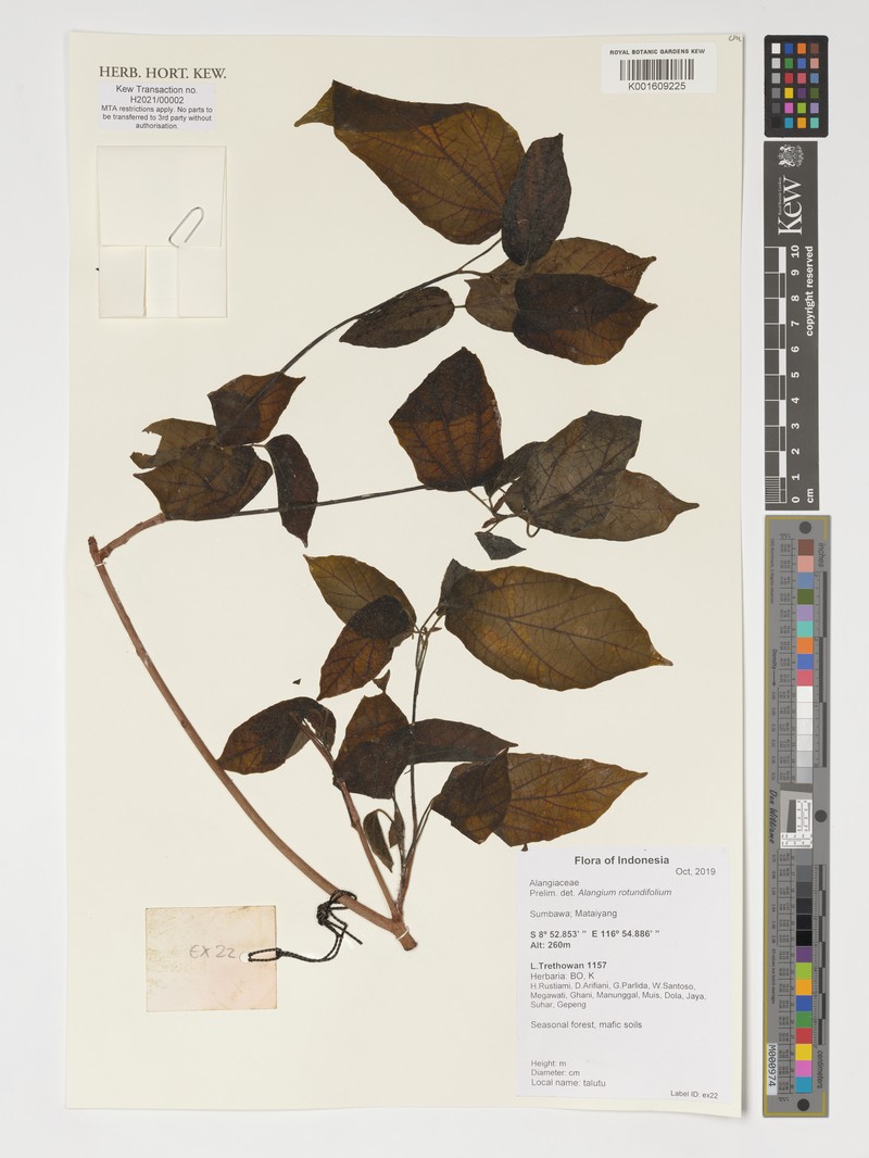 Alangium rotundifolium