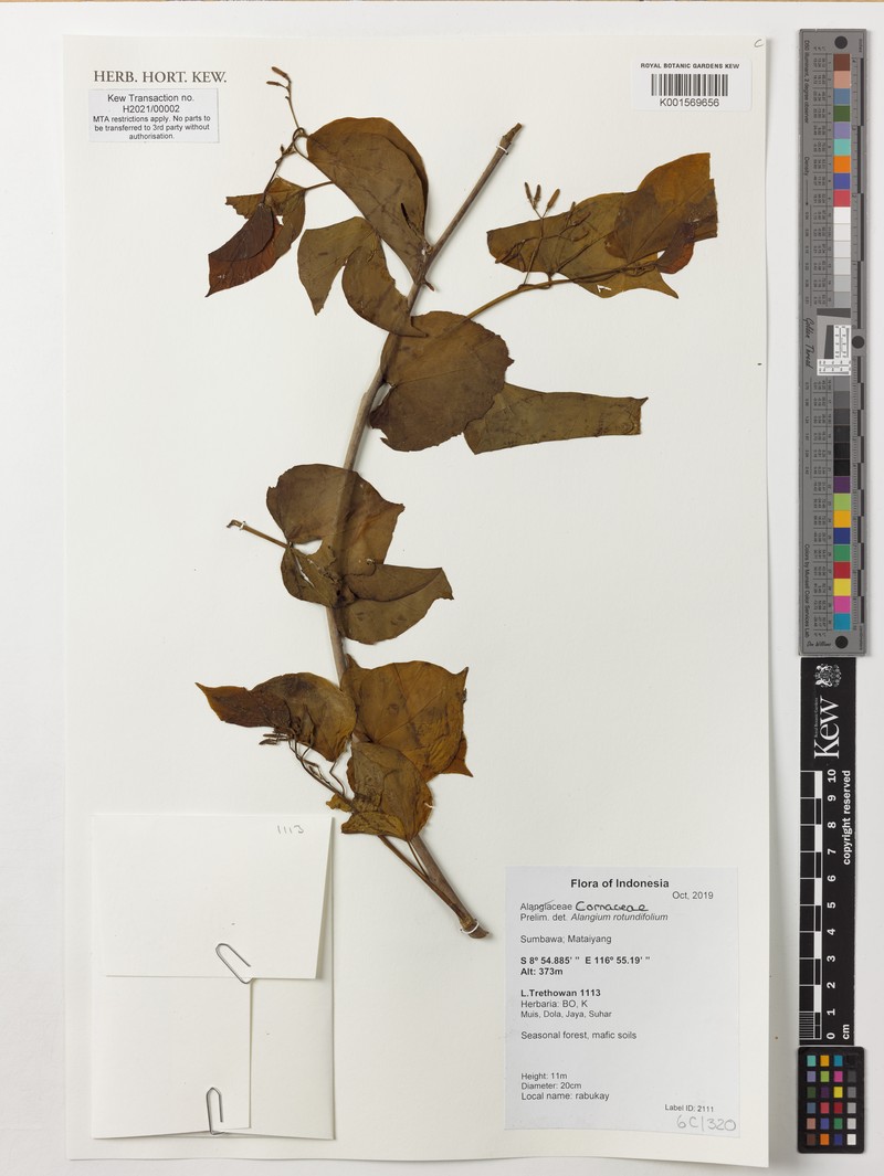 Alangium rotundifolium photo 2