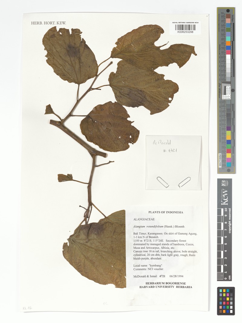 Alangium rotundifolium photo 3