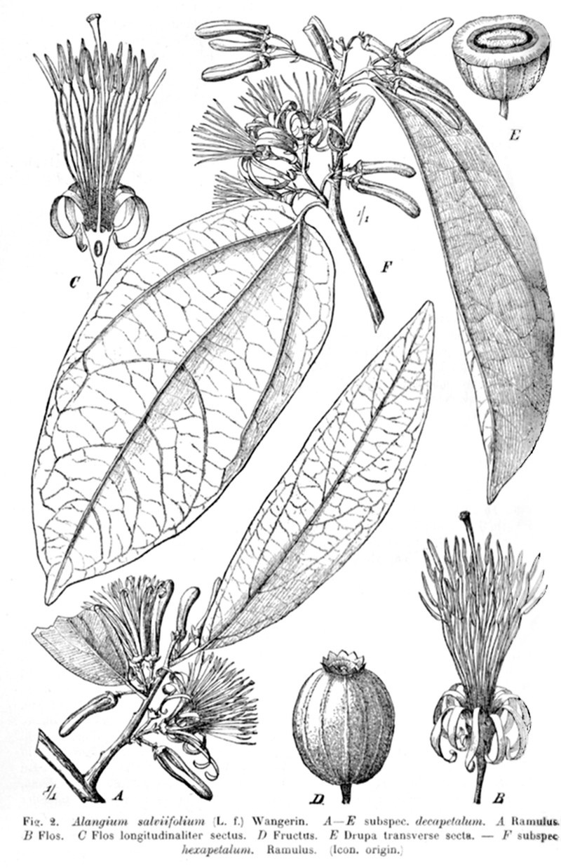 Alangium salviifolium