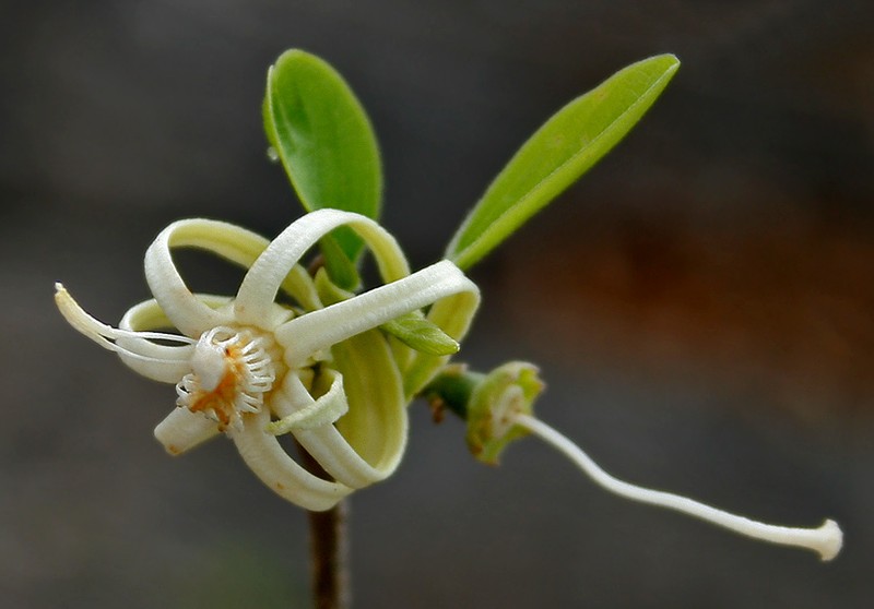 Alangium salviifolium photo 2