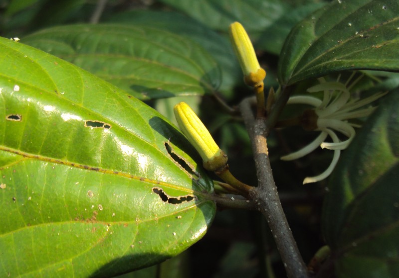 Alangium salviifolium photo 3