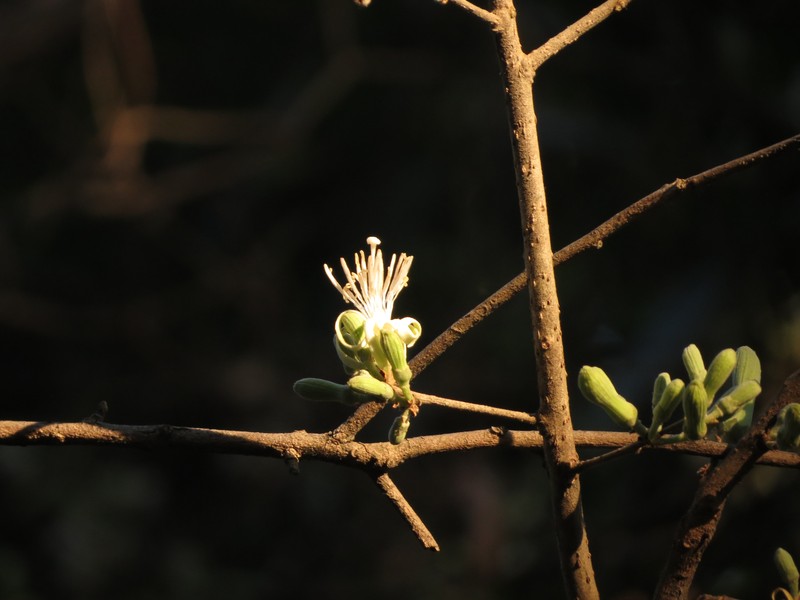 Alangium salviifolium photo 4