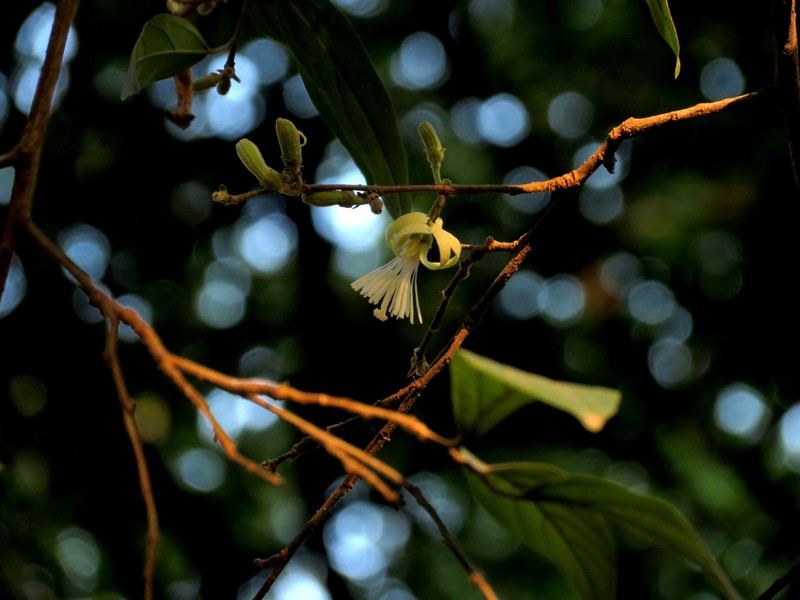 Alangium salviifolium photo 5