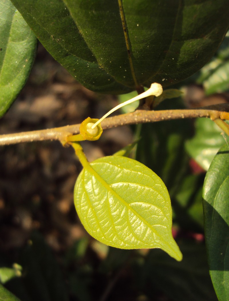 Alangium salviifolium photo 6