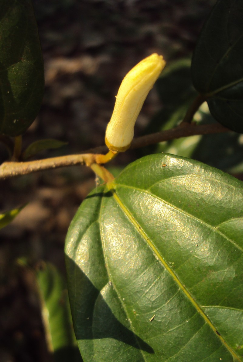 Alangium salviifolium photo 7