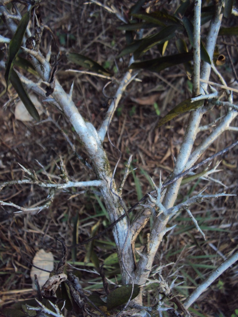 Alangium salviifolium photo 8