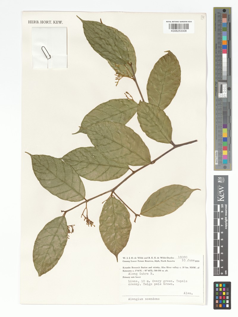 Alangium scandens