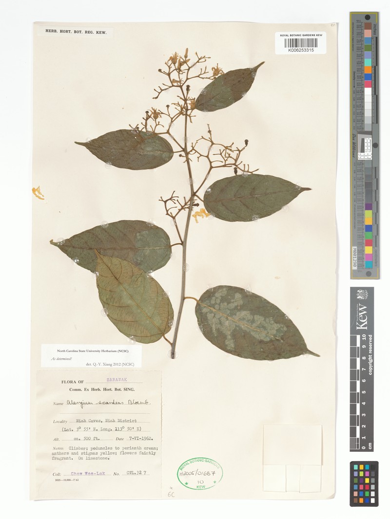 Alangium scandens photo 2