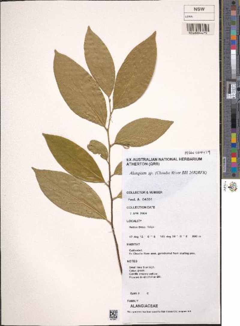 Alangium solomonense