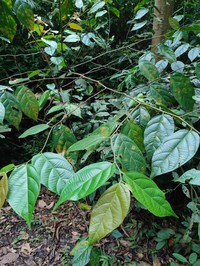 Alangium uniloculare