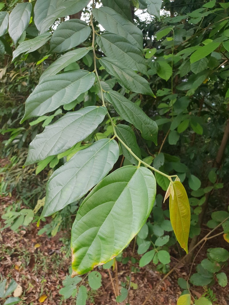 Alangium uniloculare photo 2