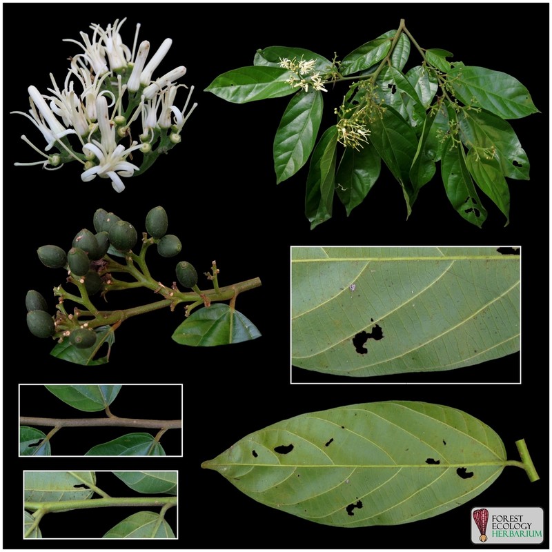 Alangium uniloculare photo 3
