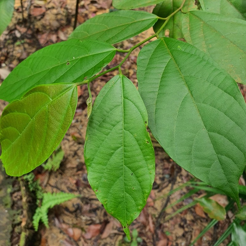 Alangium uniloculare photo 5