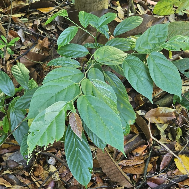 Alangium uniloculare photo 6