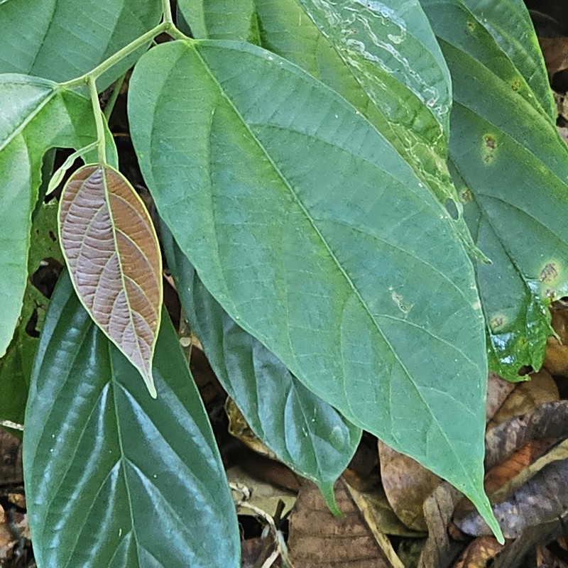 Alangium uniloculare photo 8