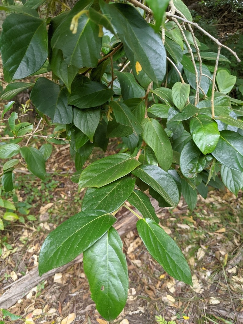 Alangium villosum photo 2