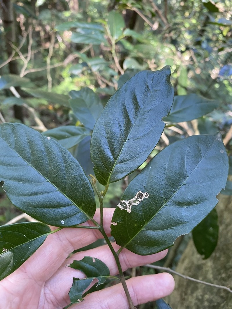 Alangium villosum photo 3