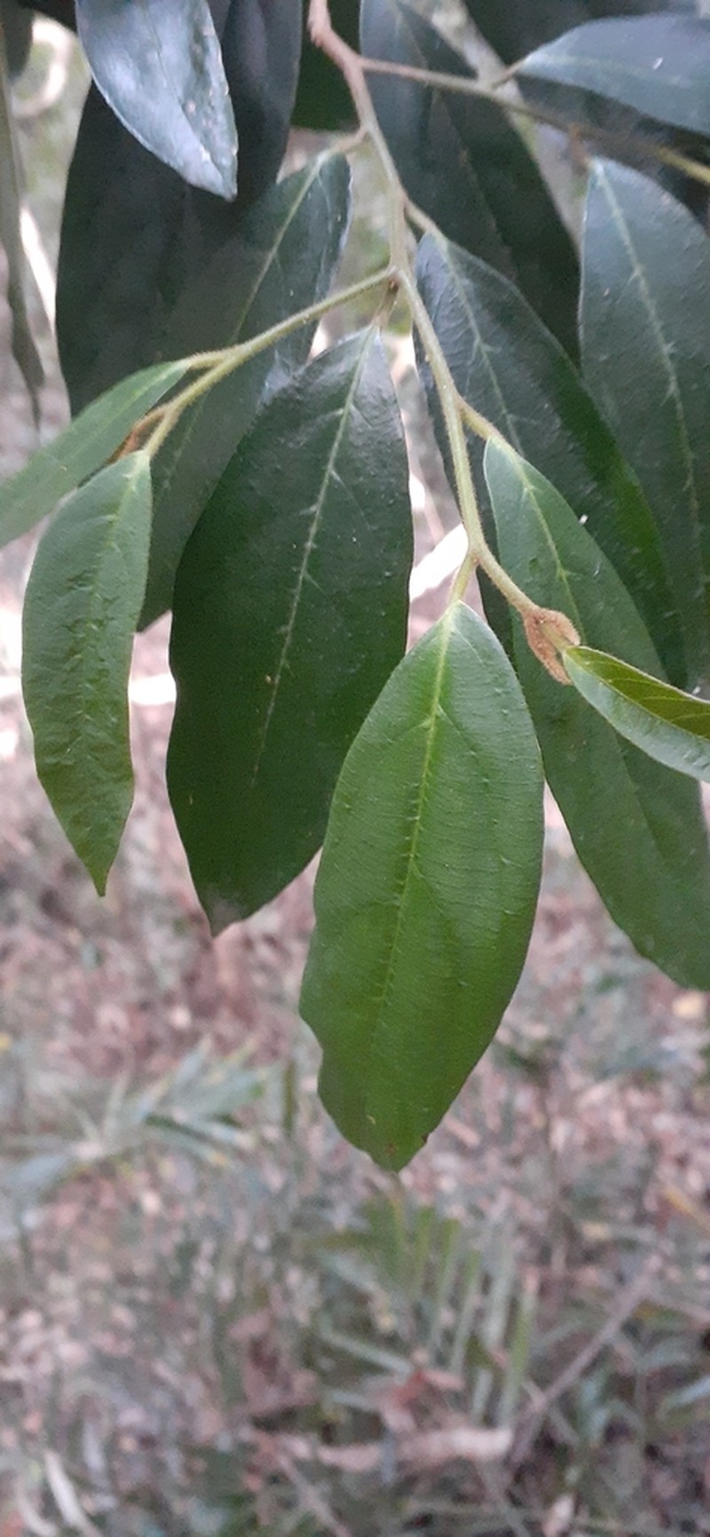 Alangium villosum photo 4