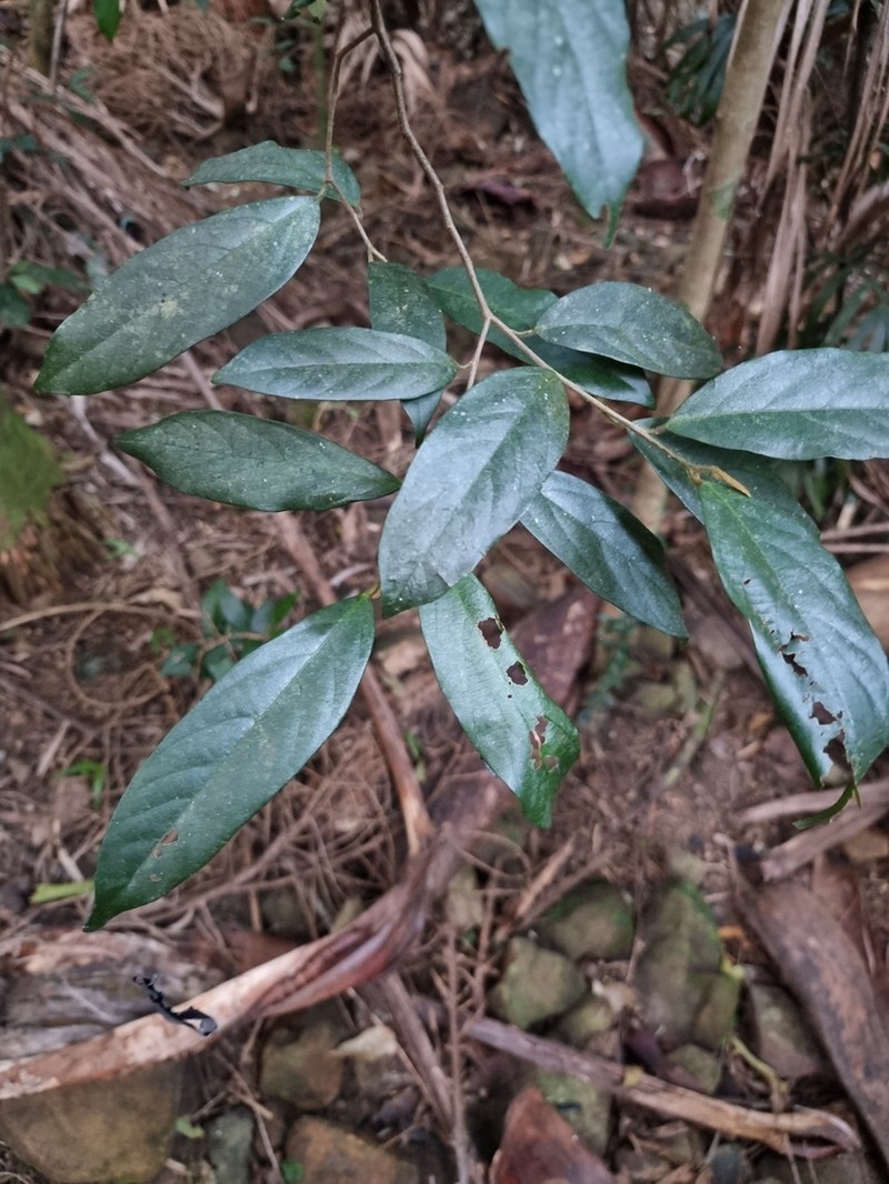 Alangium villosum photo 6