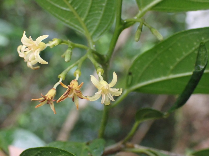 Alangium villosum photo 7