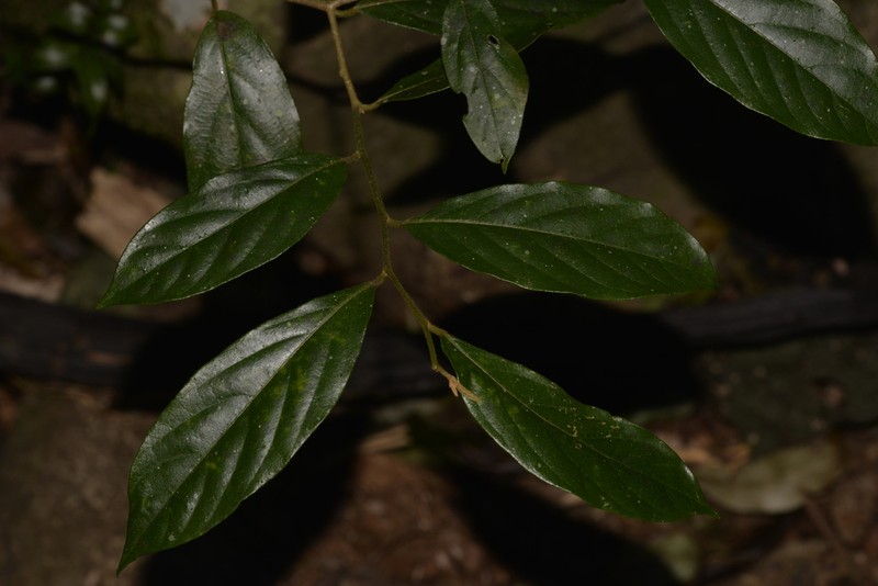 Alangium villosum photo 8