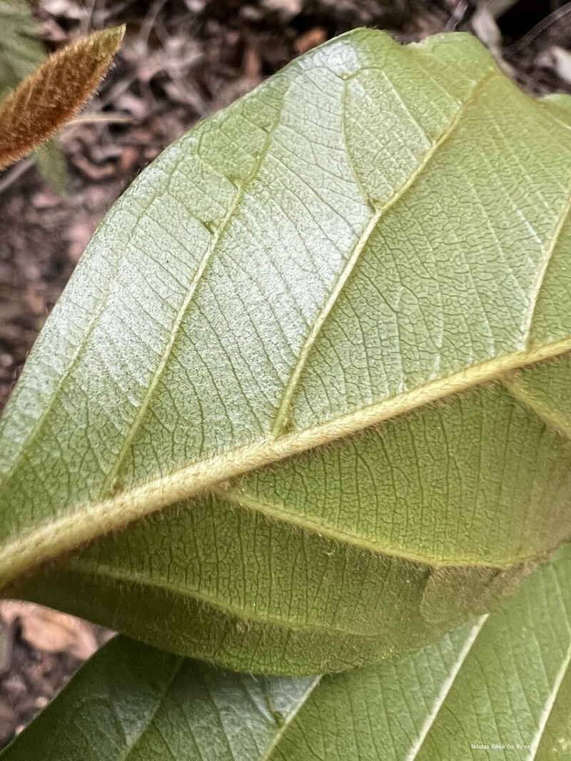 Alangium vitiense