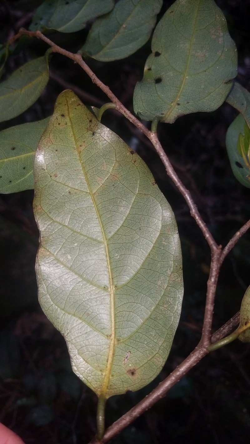 Alangium vitiense photo 2