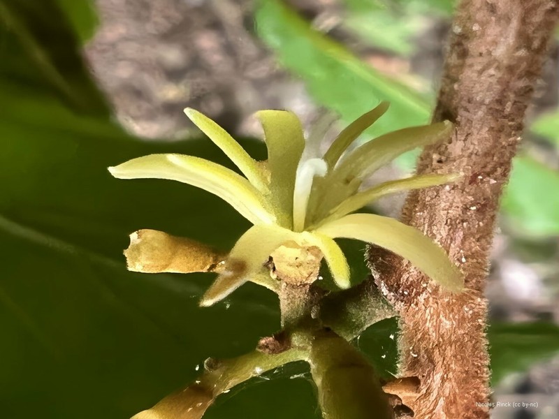 Alangium vitiense photo 3