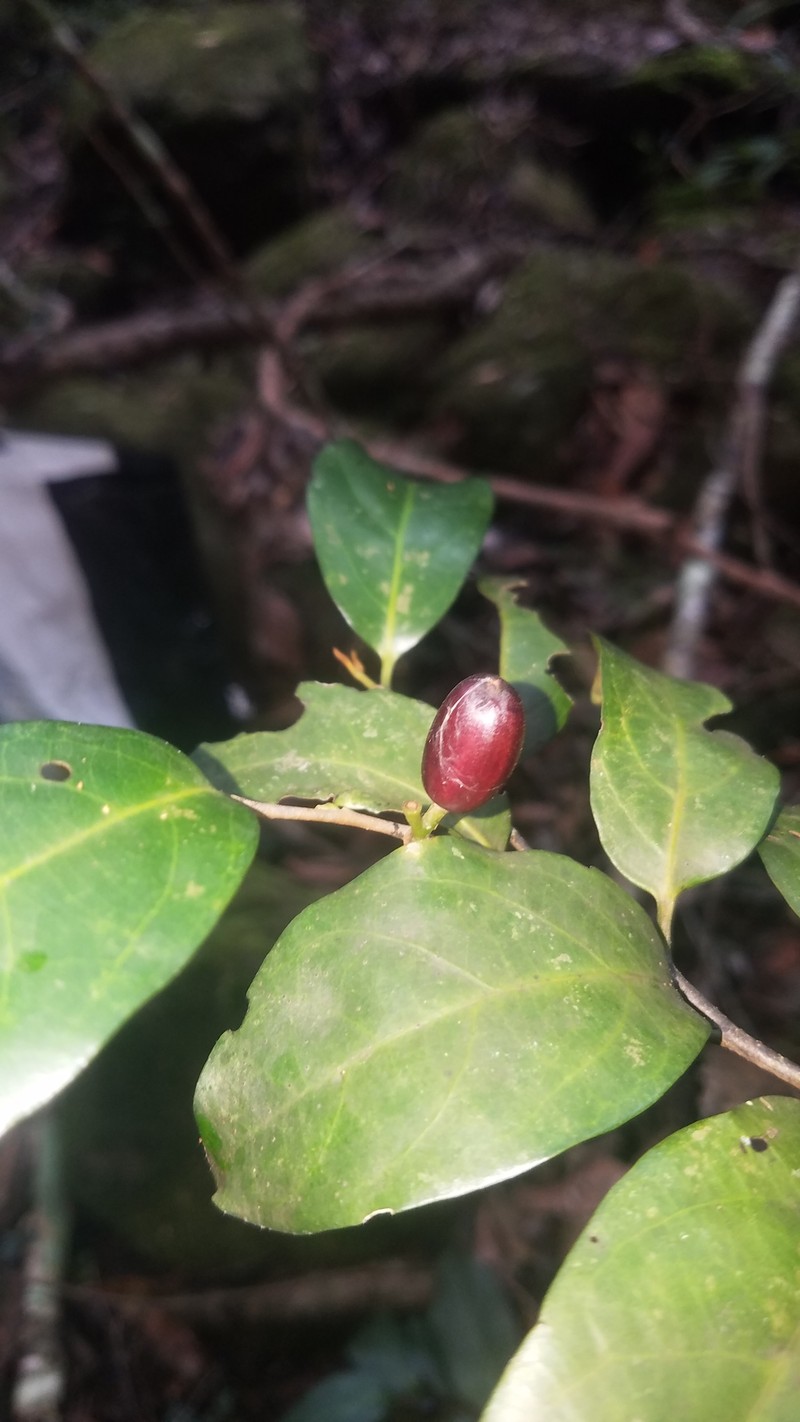 Alangium vitiense photo 4