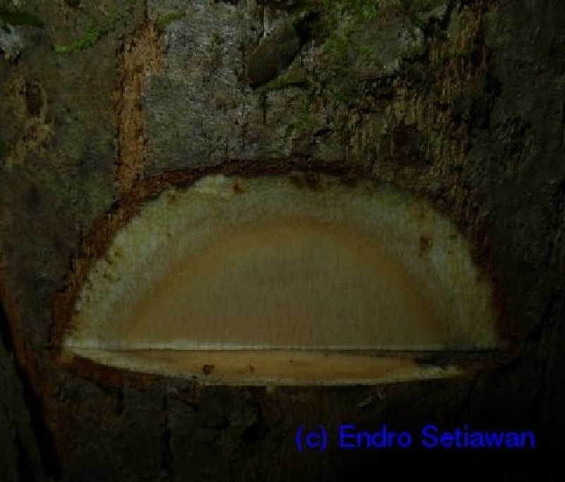 Alangium warburgianum