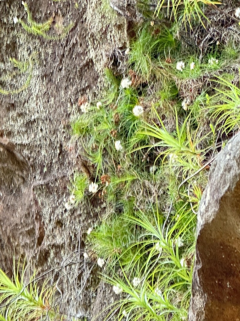 Alania cunninghamii