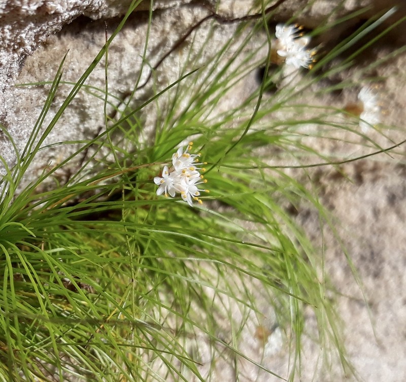 Alania cunninghamii photo 2