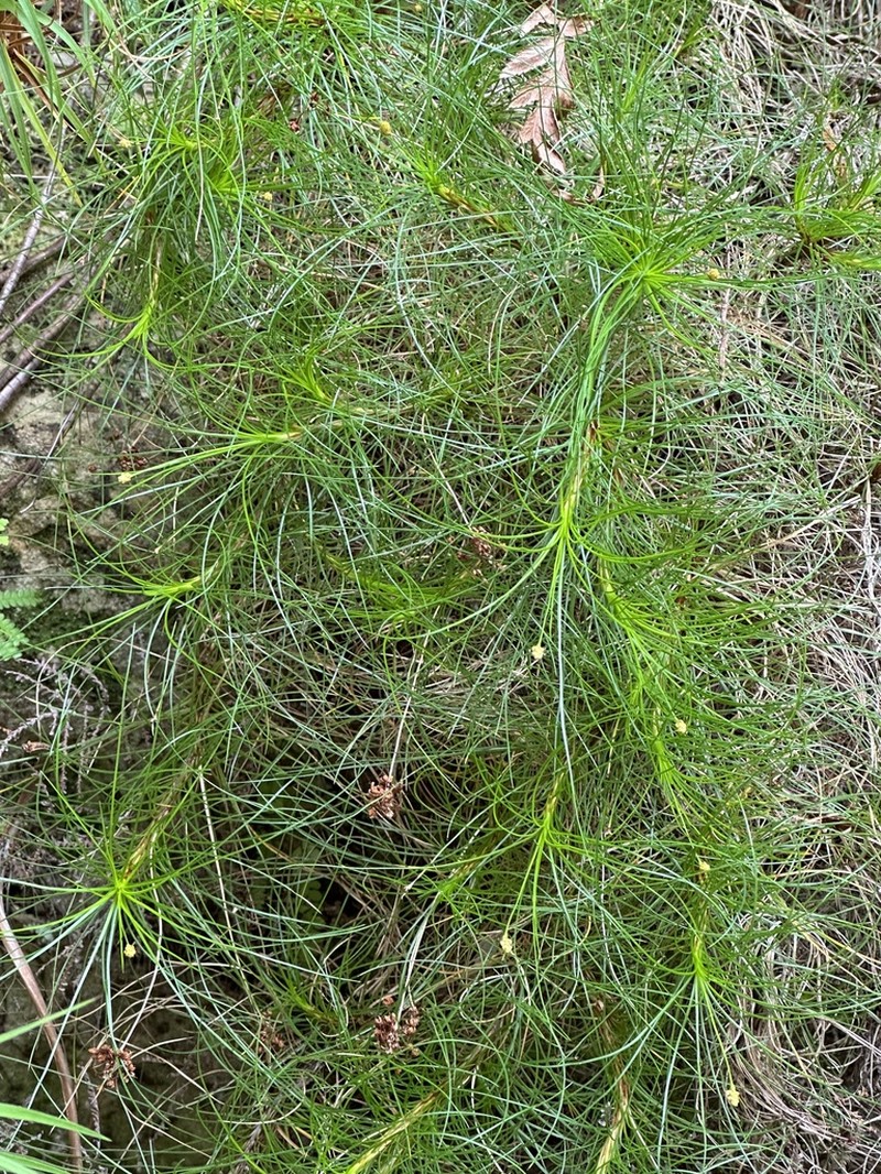 Alania cunninghamii photo 3