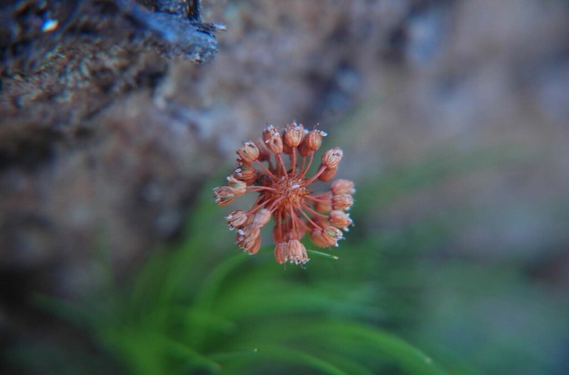 Alania cunninghamii photo 4