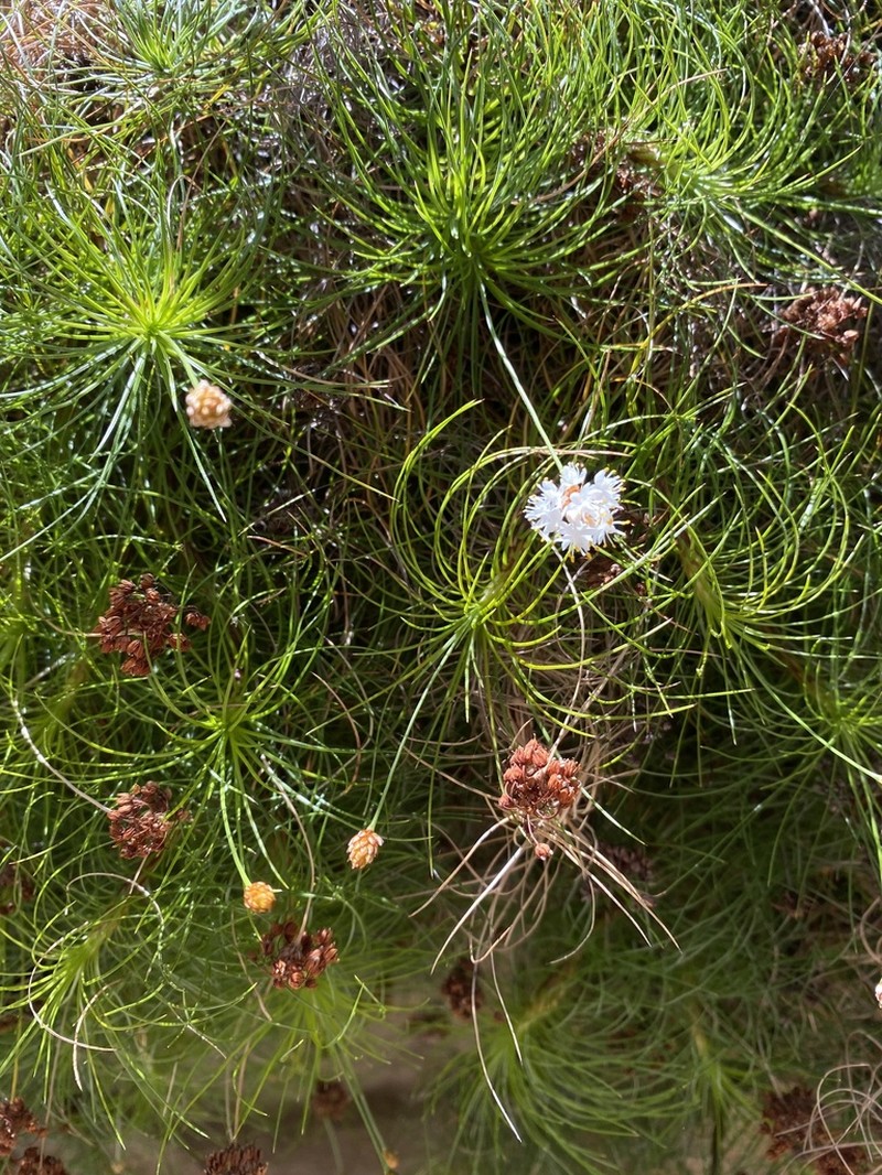 Alania cunninghamii photo 5